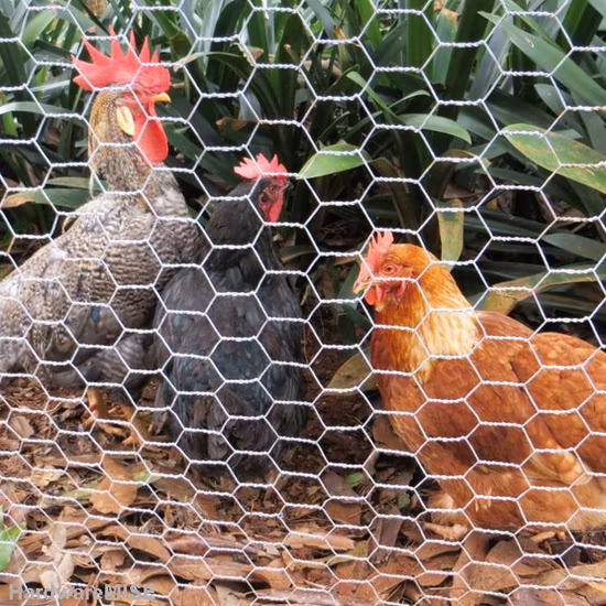 Galvanized Hexagonal Wire Mesh Poultry Netting